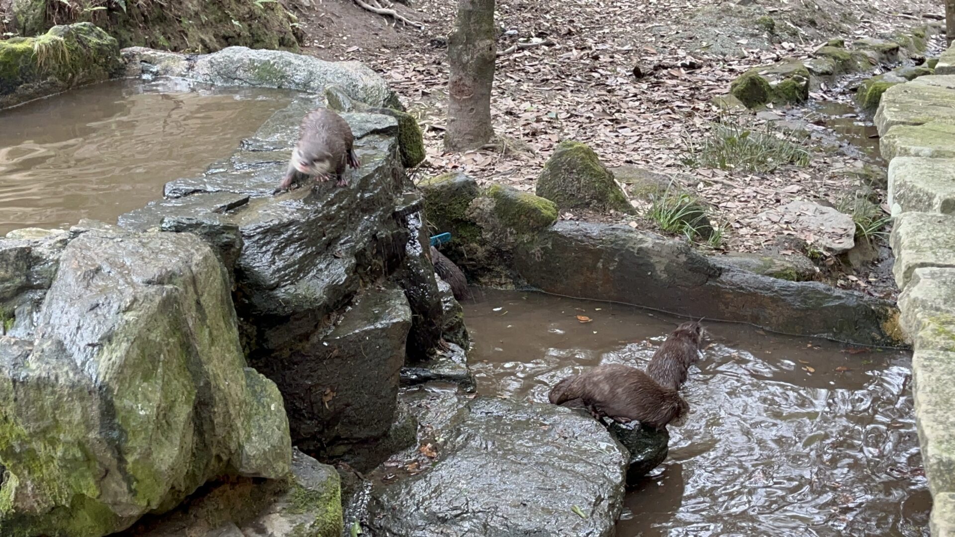 コツメカワウソ